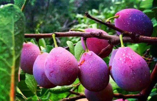 娱乐吃瓜少女西梅拿铁